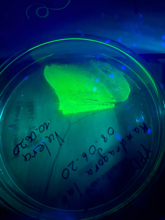 UV comparison: bright glowing control colonies and faint, barely visible experimental colonies